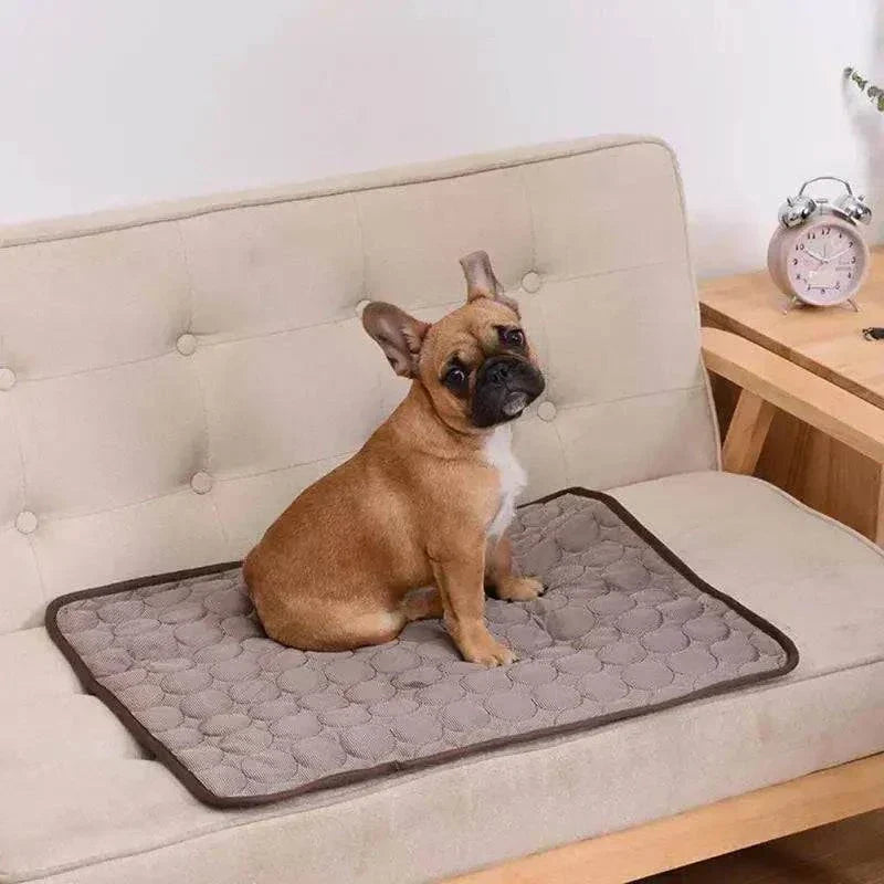 Small brown dog sitting on gray cooling dog mat on beige sofa