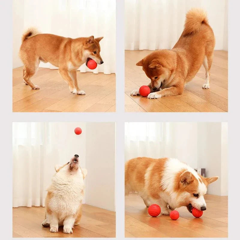 Dogs playing with MADDEN S-XL sizes solid rubber bite-resistant indestructible pet balls indoors