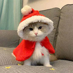 Cat wearing a funny red Santa Christmas costume cape with white fur trim and pompom hat