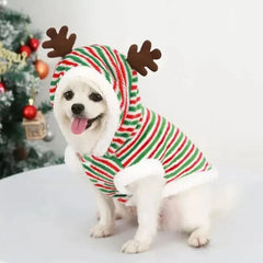 Small dog wearing green and red striped Christmas hoodie with reindeer antlers, winter warm dog Christmas clothes