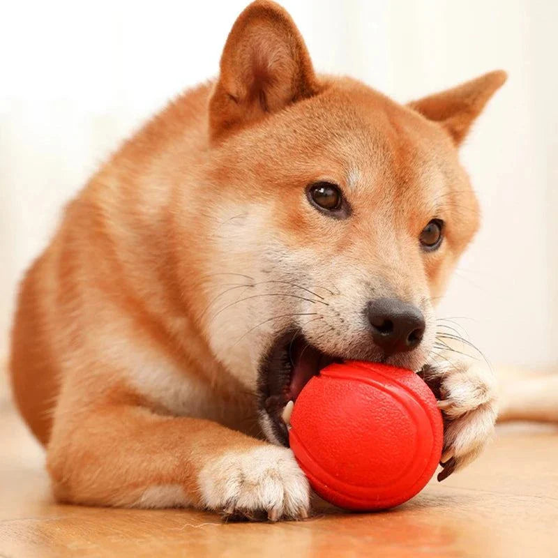 Dog chewing on a red MADDEN S-XL Sizes indestructible rubber ball pet toy